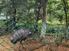 -南京老山国家森林公园