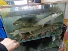 -煲来饱去冷水鱼