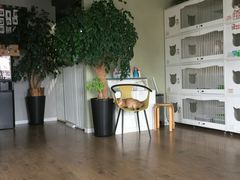 -东方名猫馆·英短金渐层布偶猫舍(环线广场1号楼店)