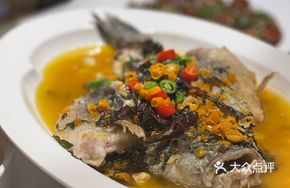Wild Snakehead Fish