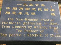 -中缅友谊树