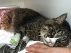 -瑞派·关忠动物医院·异宠专科·犬猫肿瘤·皮肤专科(望京店)