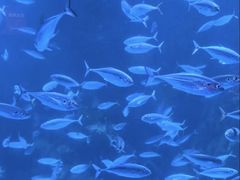 -太平洋海底世界