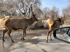 -北京野生动物园