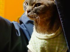 -MOCHA明星猫咖(田子坊店)