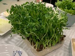 有机豆苗-常赢三兄弟·清真涮肉·清真炒菜(朝阳新城店)
