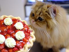 -派悦坊·甜品·蛋糕(日坛店)