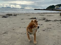 -芭比堂动物医院·24小时·眼科中心(深圳中心)