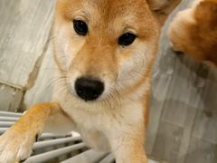 -浣熊柯尔鸭土拨鼠·电玩咖