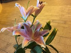 百合-原野花艺鲜花店(车站大道店)