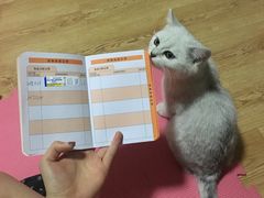 -米苏动物医院·犬猫专科·骨科外科内窥镜