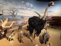 -陕西自然博物馆