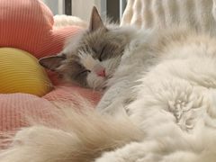 -喵zoo家庭繁育猫舍(尖东智能花园店)