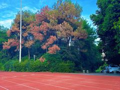 -铁山坪森林公园