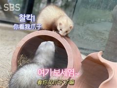 -海合安成都极地海洋公园
