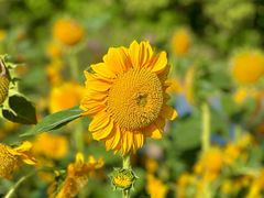 -花开海上生态园