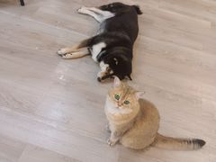 -柴迷FANS CLUB·柴犬狗咖·猫咖