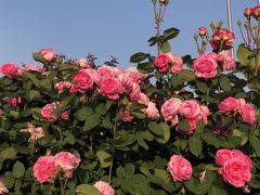 -百荣世贸商城
