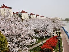 -高东镇樱花园