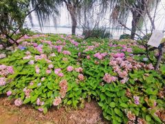 -金银湖国家城市湿地公园