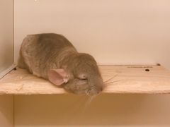 -龙猫仔乐园(惠福东路店)