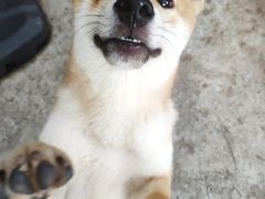 -柴犬高等学院·狗咖·柴犬售卖·宠物训练