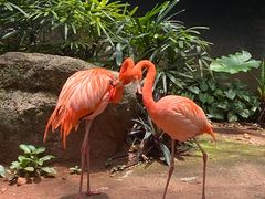 -海南热带野生动植物园