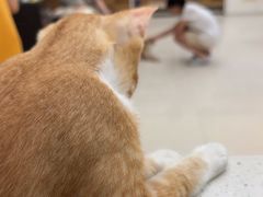 -瑞鹏宠物医院·夜间急症·心超·猫科(祖庙分店)