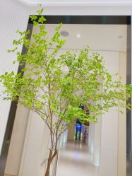 -奥斯芬欧系贵族SPA