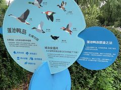 -莲花池公园