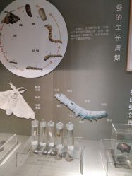 -太湖雪蚕桑文化园