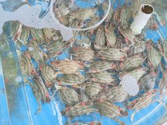 -京秀缘蒸汽海鲜农家菜大馅蒸饺