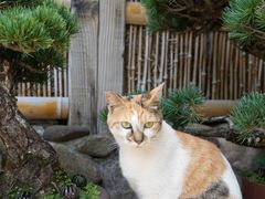 -龙华寺