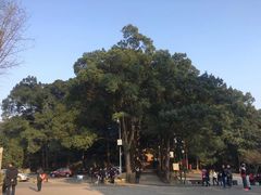 -峨眉山报国寺