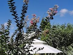 -樂桃源奉贤黄桃种植采摘基地