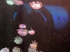 -太平洋海底世界