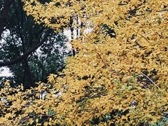 -北极阁公园