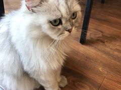 -猫友咖啡店(玉林西路店)
