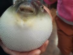 小可爱-肆月河豚·新淮扬(金融街店)