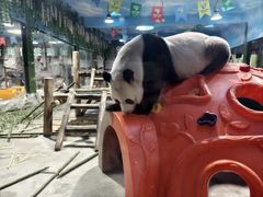 -栾川竹海野生动物园