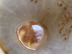 -LilBee Coffee