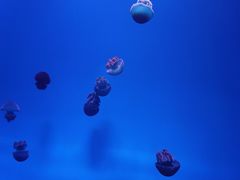 -福州罗源湾海洋世界旅游区