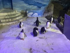 -成都浩海立方海洋公园