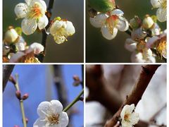 -广州市流溪河国家森林公园