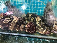 -范饭椰林川湘味海鲜·椰子鸡(三亚湾椰梦长廊店)