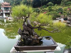 -深圳仙湖植物园