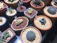 -万商花鸟市场