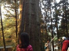 -阿里山神木遗迹