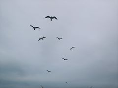 -海驴岛(荣成市)