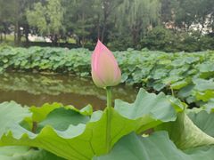 -陈家山荷花公园